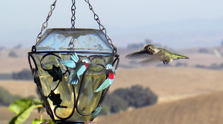 Illustration for article titled Hummingbirds dive to sing with their tails